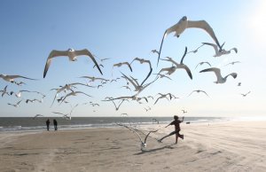 Flock_of_Seagulls_(eschipul)