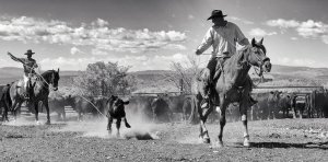 Marha befogása és leválasztása lasszóval
