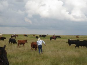 Meghatározott a forgatókönyv a marhák befogásakor